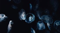 新手必看抖音作品合集创建与管理完整操作步骤教学